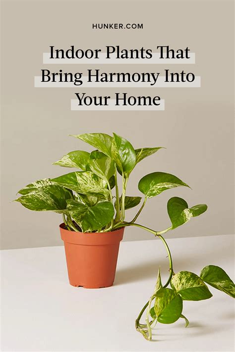 are fake plants bad energy